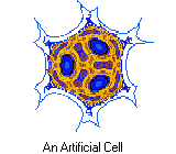Amoeboid Cell