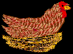 Hen Image