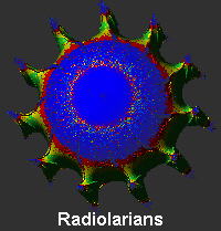 Radiolarians