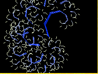 IFS fractal